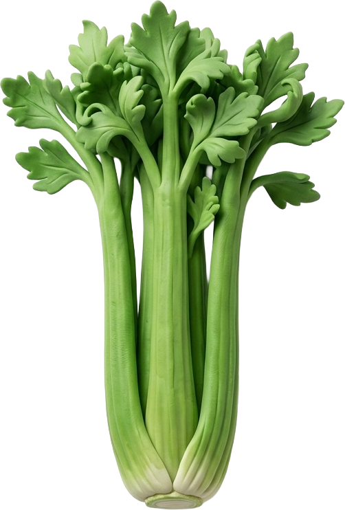샐러리
