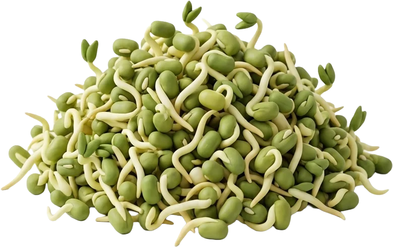 Mungbohnensprossen